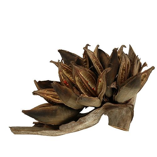 Floristik24 Fa dekoráció Penca Sororoca Natural 1 db