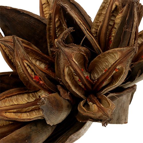 Floristik24 Fa dekoráció Penca Sororoca Natural 1 db