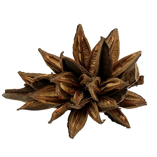 Floristik24 Fa dekoráció Penca Sororoca Natural 1 db