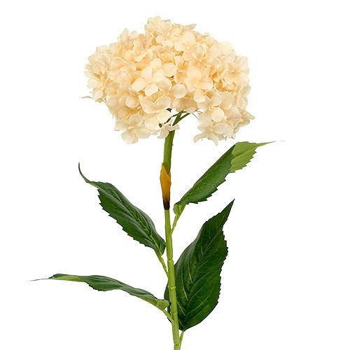 Floristik24 Hortenzia krém 80cm 1db