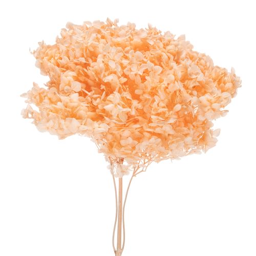 Floristik24 Hortenzia szárazvirág csokor elegáns otthoni virágdíszítéshez, 65 cm