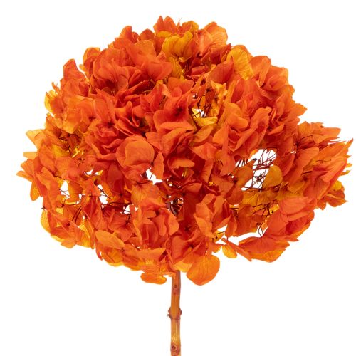 Hortenzia, tartósított és festett, nagy virág hosszú szárral, 60 cm