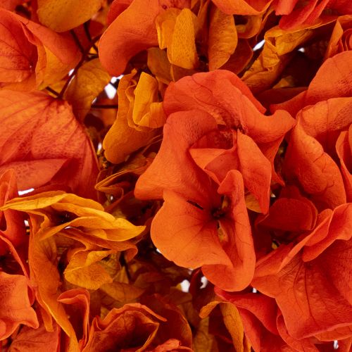 Hortenzia, tartósított és festett, nagy virág hosszú szárral, 60 cm | Floristik24.hu