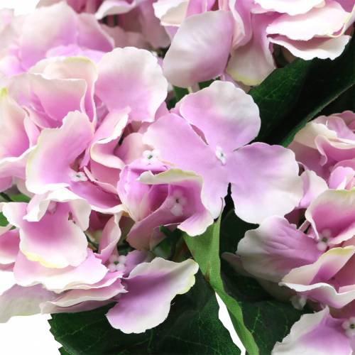 tételeket Selyemvirágú hortenzia cserepes orgona 35cm