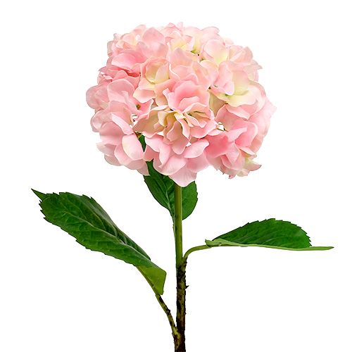 Floristik24 Hortenzia rózsaszín L 70cm