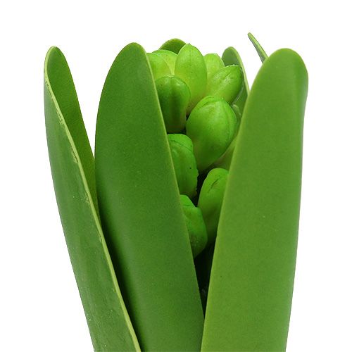 Floristik24 Jácint zöld 15cm hagymával 3db