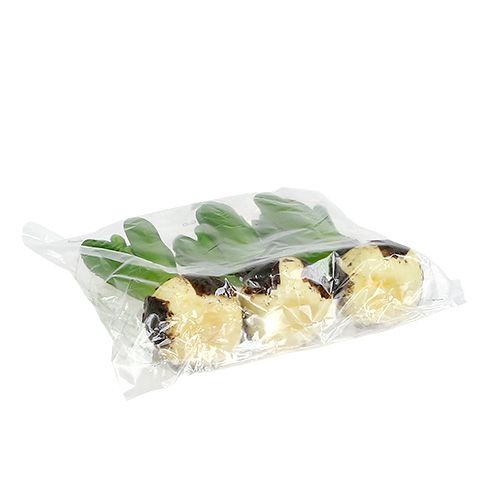 Floristik24 Jácint zöld 15cm hagymával 3db