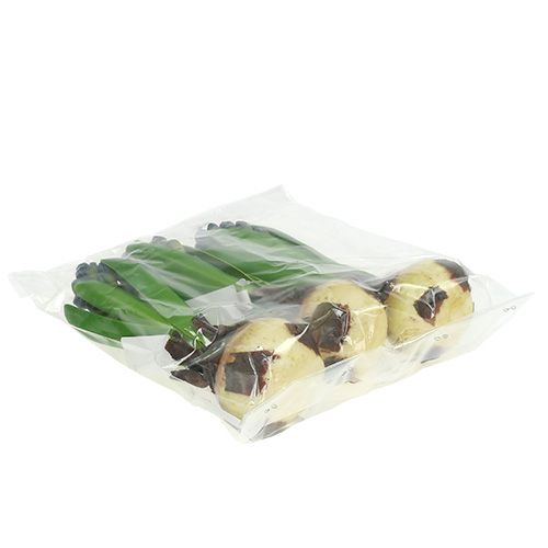 Floristik24 Jácint hagymás kékkel 15cm 3db