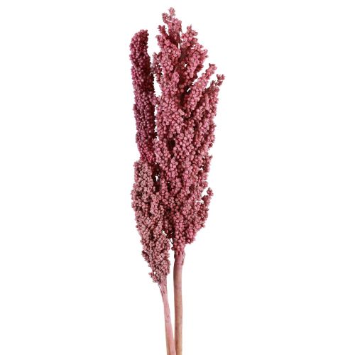 Floristik24 Indiai kukorica szárított virágok Indiai kukorica rózsaszín 75cm 3db
