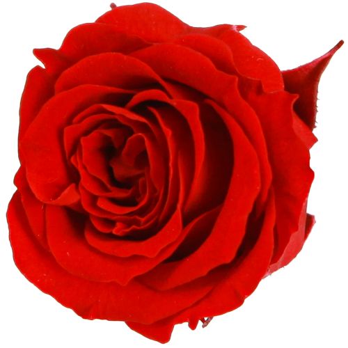 Floristik24 Infinity Roses valódi virágok mini rózsafejek piros Ø3cm 16 db