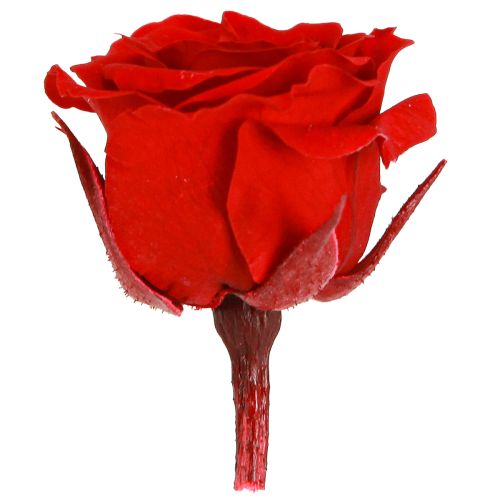 tételeket Infinity Roses valódi virágok mini rózsafejek piros Ø3cm 16 db