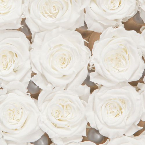 Floristik24 Infinity Roses Igazi Rózsafejek Mini Rózsa Fehér Ø3cm 16 db