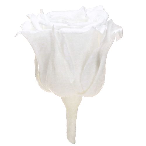 Floristik24 Infinity Roses Igazi Rózsafejek Mini Rózsa Fehér Ø3cm 16 db