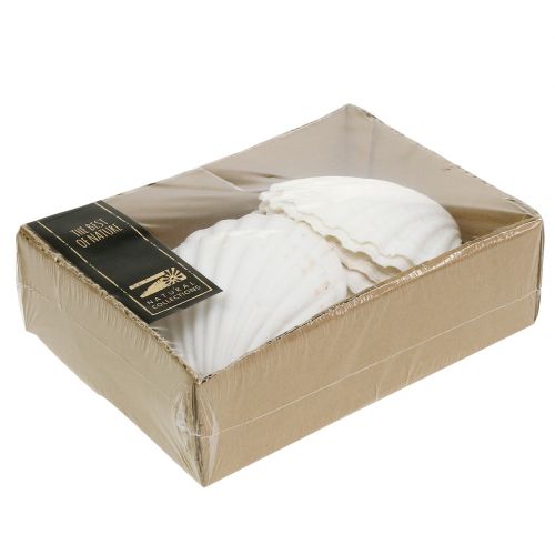 Floristik24 Fésűkagyló Fehér 15 db