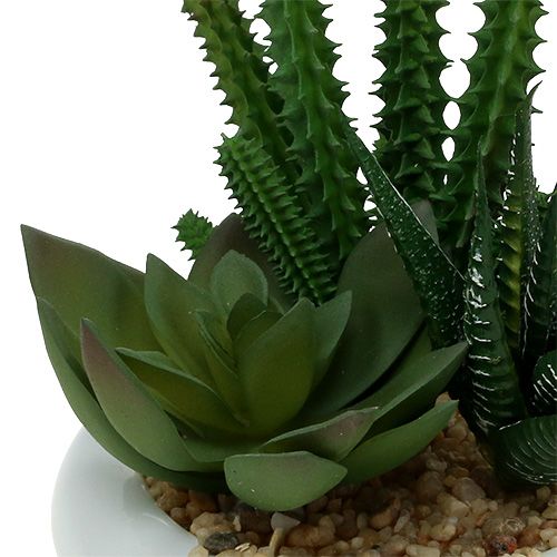 Floristik24 Kaktusz cserépben Ø12cm 1 db