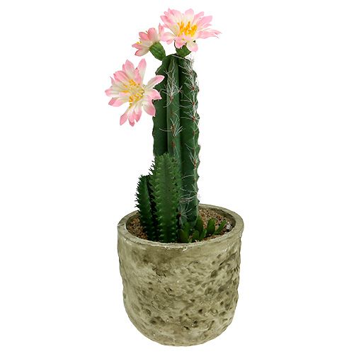 Floristik24 Kaktusz cserépben rózsaszín virággal, H 21cm