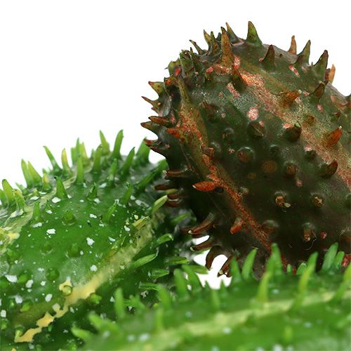 Floristik24 Fügekaktusz 5cm zöld-barna 6db