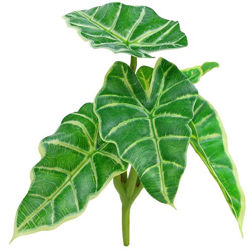 Floristik24 Kaladie zöld, krém 20cm