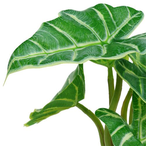 Floristik24 Kaladie zöld, krém 20cm