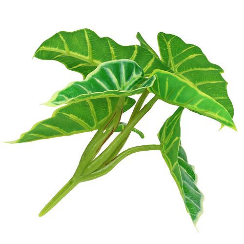 Floristik24 Kaladie zöld, krém 20cm