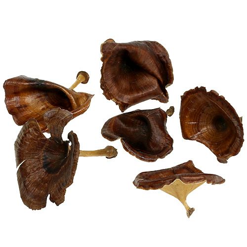 Floristik24 Kalix Mushroom Natural Festett 100db