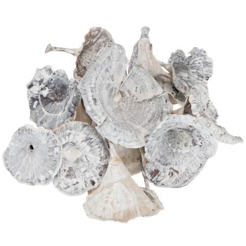 tételeket Kalix Gomba Fehérre Mosott 100 db