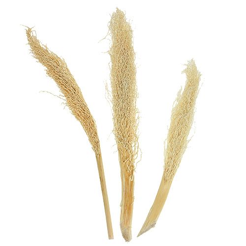 Floristik24 Khejur Datolyás fehérített 50 db.