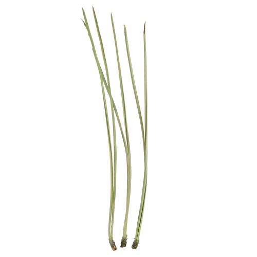 Floristik24 Fenyőtű zöld kézműves kellékek karácsonyi 50g 3db