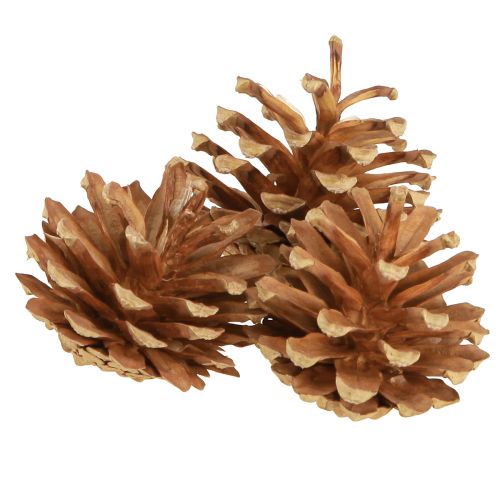 Floristik24 Fenyőtobozok erdeifenyő Pinus sylvestris H3–5cm 1kg