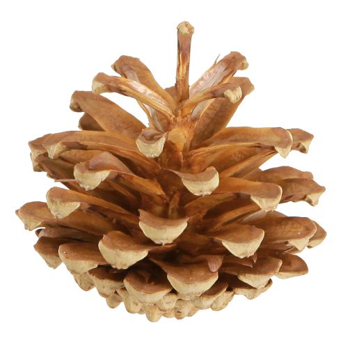 Floristik24 Fenyőtobozok erdeifenyő Pinus sylvestris H3–5cm 1kg
