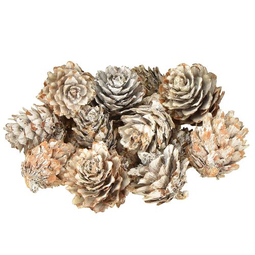 Floristik24 Fehérített fenyőtobozok, apró tobozdíszek hálóban, 2,5-3,5 cm, 500 g
