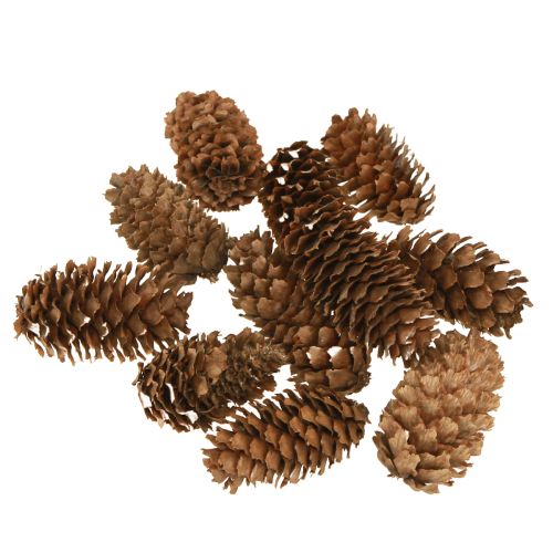 Kis hemlock tobozok díszes natúr tobozok Advent 3-4cm 100g