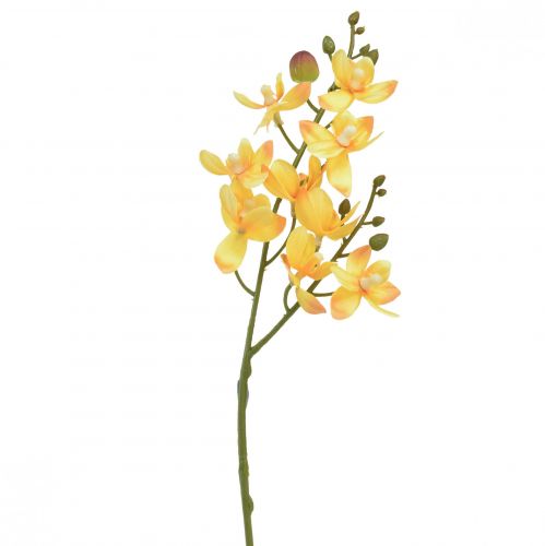 Kis orchidea Phalaenopsis műsárga 30cm