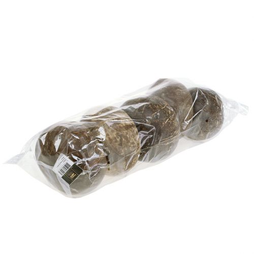 Floristik24 Kókuszhéj polírozott natúr 5 db