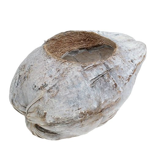 Floristik24 Kókusz ültetésre Fehér 16cm x 22cm H14cm