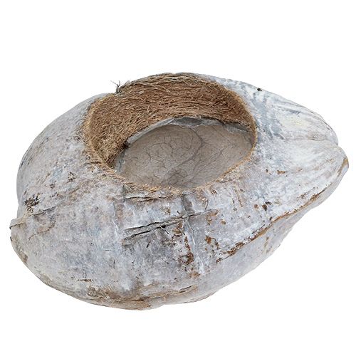 Floristik24 Kókusz ültetésre Fehér 16cm x 22cm H14cm