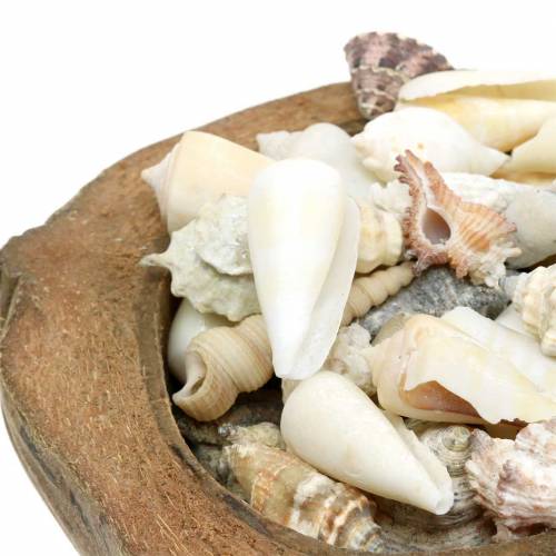 Floristik24 Dél-tengeri dekoráció kókusz kagylóval 20cm 250g