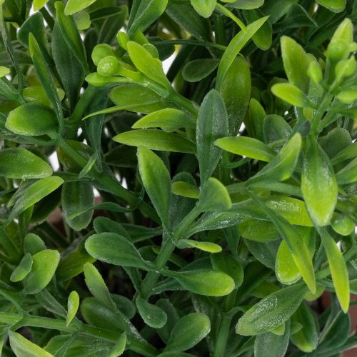 tételeket Műnövény virágcserépben, realisztikus textúrával, beltéri használatra és dekorációhoz, 18 cm, 3 darab