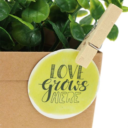 Floristik24 Gyógynövények papíredényben 3db