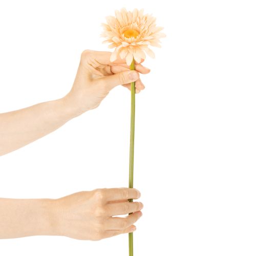 Mesterséges gerbera virágok barackszínű 47cm 6db | Floristik24.hu