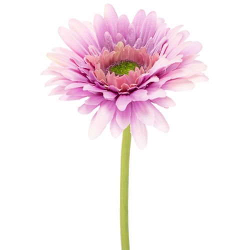 Műgerbera kerti virágok, lila, 47 cm, 6 darab vétel | Floristik24.hu
