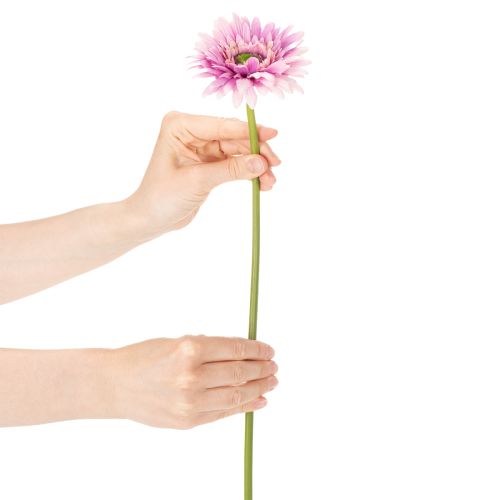 Műgerbera kerti virágok, lila, 47 cm, 6 darab | Floristik24.hu