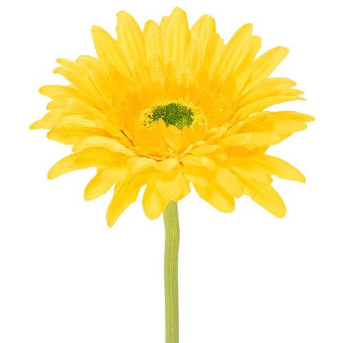 Műgerbera virágok, napsárga, kerti virág, 47 cm, 6 darab vétel | Floristik24.hu