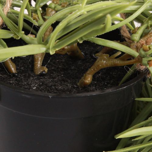 tételeket Mesterséges pozsgás függő növény fekete cserépben 60 cm - Tartós belső dekoráció