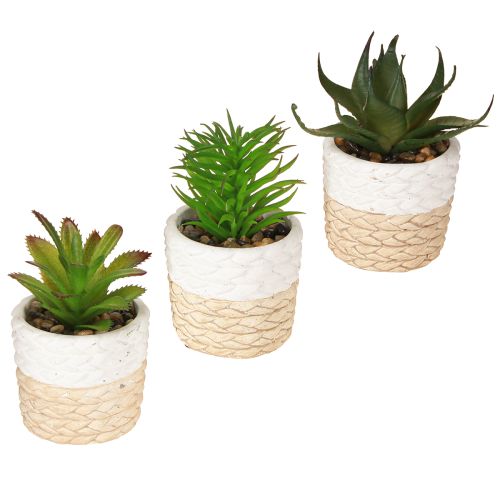 tételeket Mesterséges pozsgások kerámiacserépben 12,5cm 3db