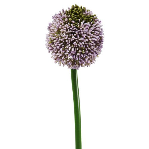 Floristik24 Művirágok Allium Purple Ø10cm L65cm
