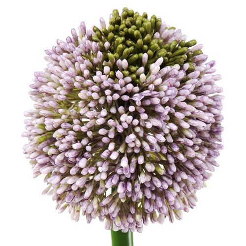 tételeket Művirágok Allium Purple Ø10cm L65cm