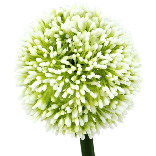 tételeket Artificial Allium White Ø10cm L65cm