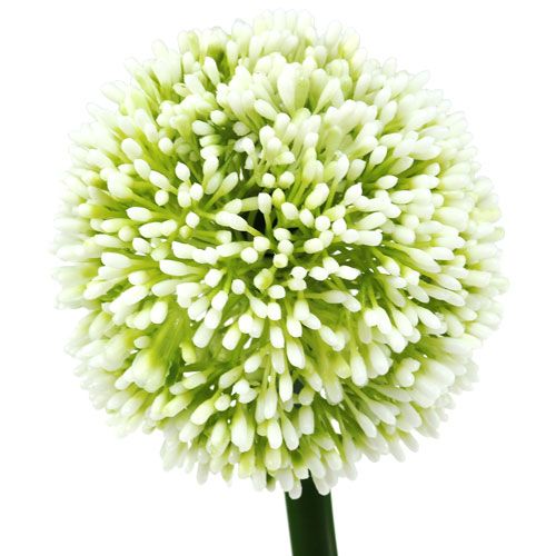 Floristik24 Artificial Allium White Ø10cm L65cm