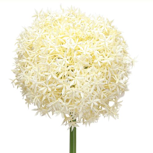 tételeket Artificial Allium Cream fehér díszhagyma Ø18cm L90cm